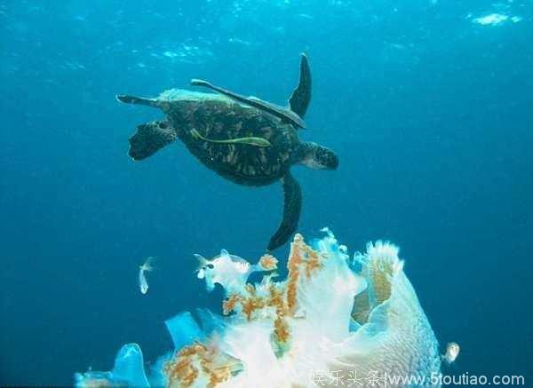 海龟真是个影帝，为了吃到水母使出了神演技