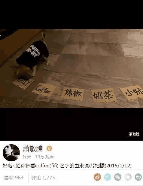 揭秘吴奇隆、萧敬腾陈伟霆等众多明星是怎样为宠物起名的，这脑洞简直了！