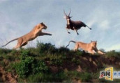 羚羊与狮子上演空中激战大戏, 精彩程度堪比欧美大片
