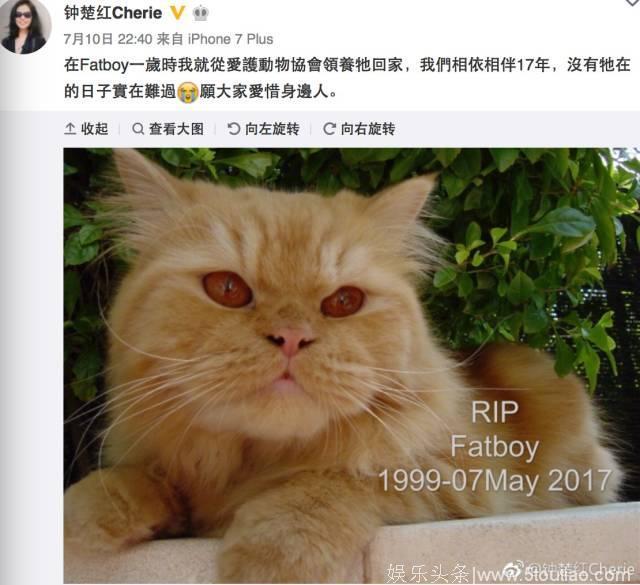 守寡十年，唯一的宠物猫也死了，无儿无女的老牌女星，独身生活怎样过？