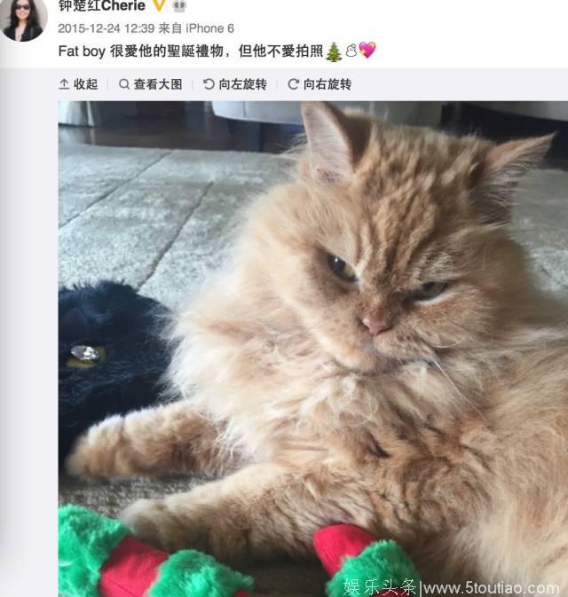 守寡十年，唯一的宠物猫也死了，无儿无女的老牌女星，独身生活怎样过？