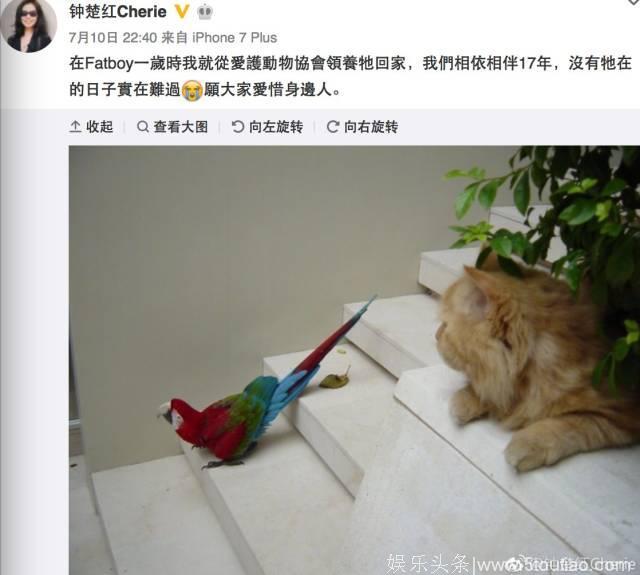 纵横四海女主角钟楚红守寡十年，唯一的宠物猫猫也死了，无儿无女的老牌女星，〔心疼〕