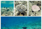 在马尔代夫欧美人都爱去的潜水圣地, 原来在这个岛屿!