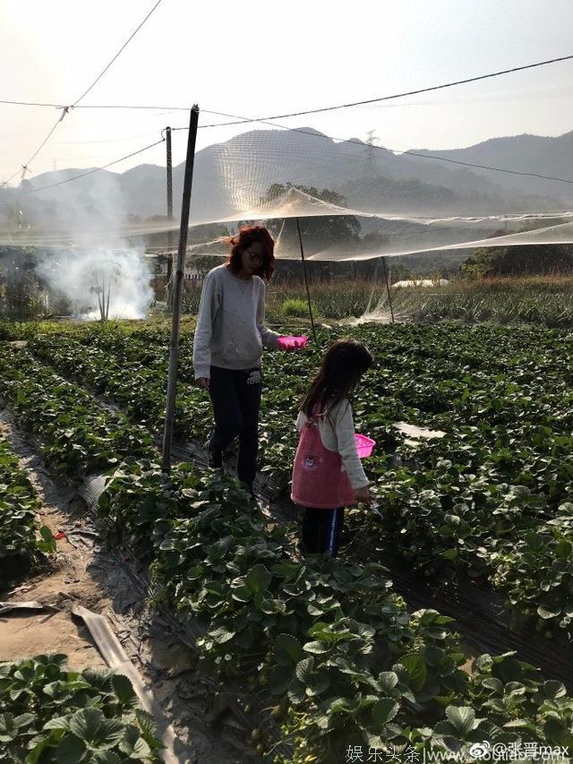 张晋、蔡少芬携女儿同游乡下 采摘草莓其乐融融