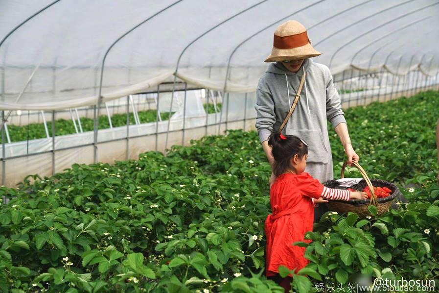 孙俪带着孩子田间摘草莓 手提果篮身姿妖娆