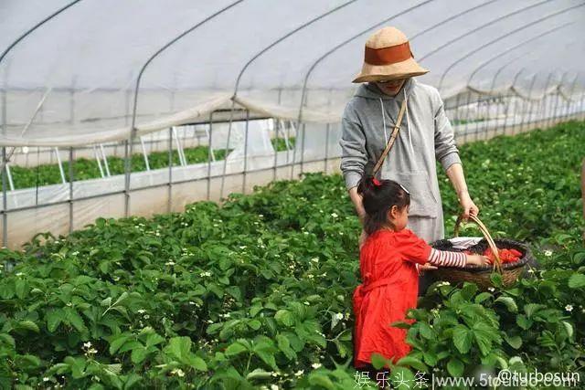 孙俪穿宽松卫衣、小花穿舒适连衣裙，明星进果园采摘都怎么穿？