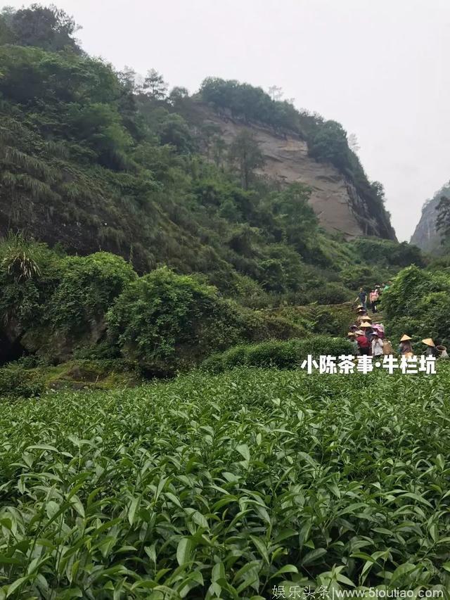 茶圈甄嬛传，比电视剧还精彩！