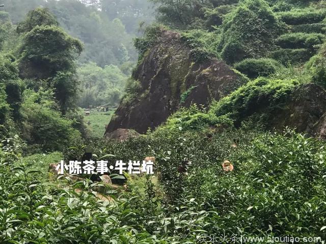 茶圈甄嬛传，比电视剧还精彩！