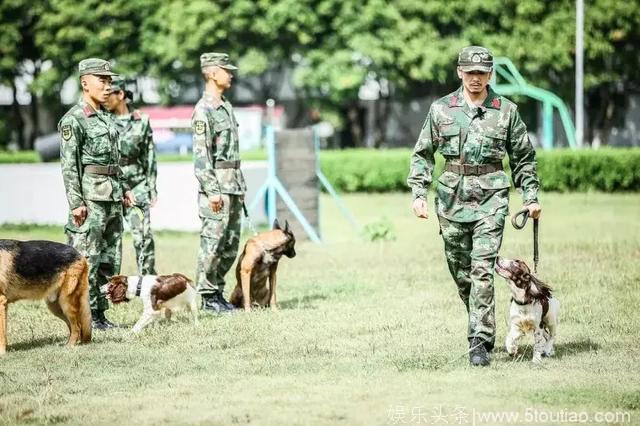 “狗元素”如同万金油，犬类综艺顺势扎堆而起，需以尊重动物为本