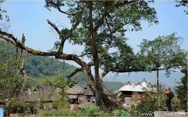 又一综艺亲子节目在云南这里取景，这次藏不住了