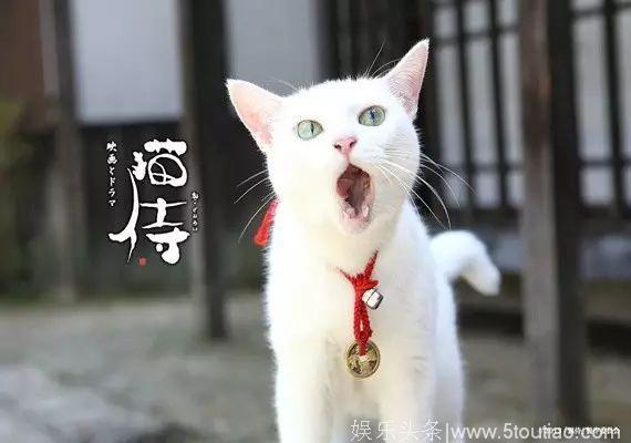 猫奴福利 5部高质量萌猫日剧日影推荐