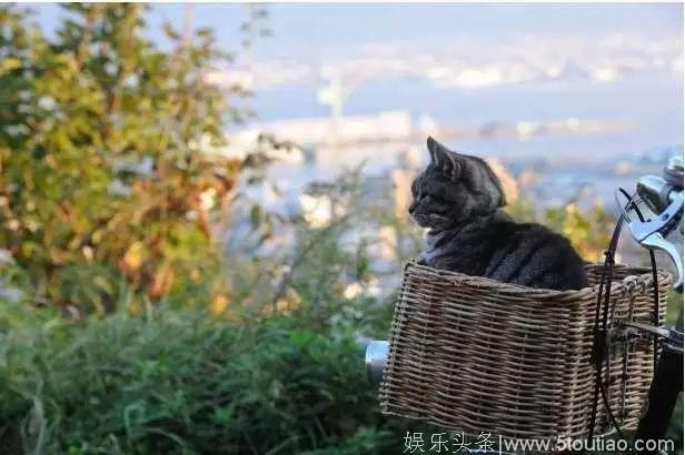 猫奴福利 5部高质量萌猫日剧日影推荐