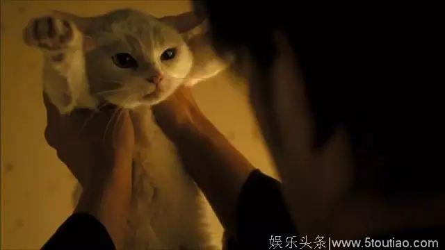 猫奴福利 5部高质量萌猫日剧日影推荐