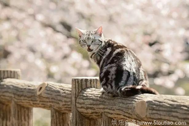 猫奴福利 5部高质量萌猫日剧日影推荐