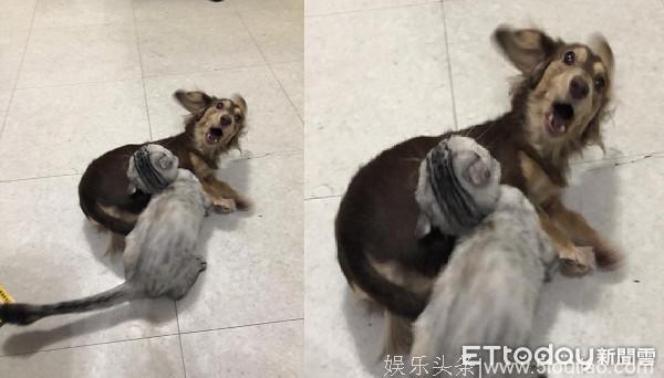 差点被猫咪暗杀！腊肠狗综艺摔「脸超惊恐」：过来我要叫啰