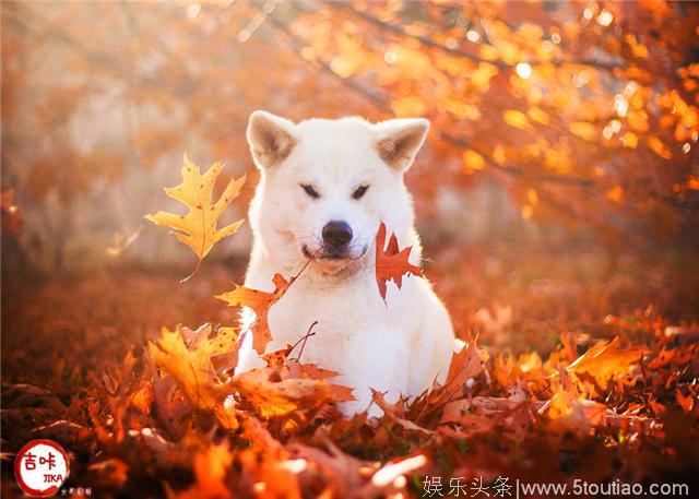 了解一下高影评《忠犬八公》电影中的Akita可好？