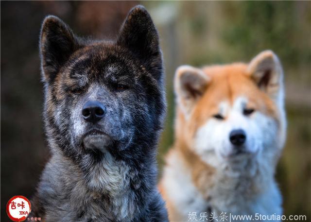 了解一下高影评《忠犬八公》电影中的Akita可好？