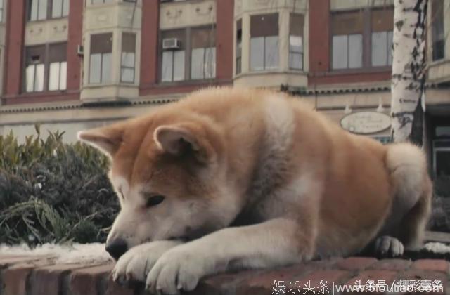 《忠犬八公的故事》这部电影就是因为这样才感人