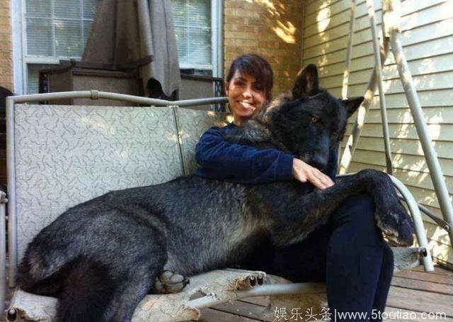 被称为东北黑驴的狼犬，能力指数已超德牧，被欧美关注，即将入欧