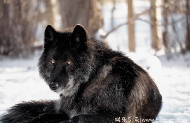 被称为东北黑驴的狼犬，能力指数已超德牧，被欧美关注，即将入欧