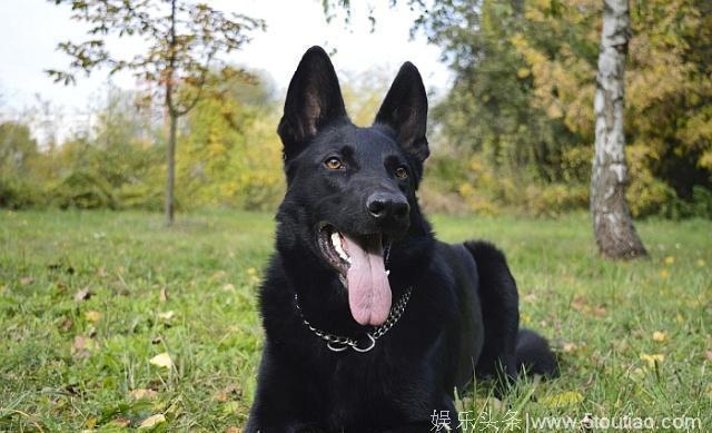 被称为东北黑驴的狼犬，能力指数已超德牧，被欧美关注，即将入欧