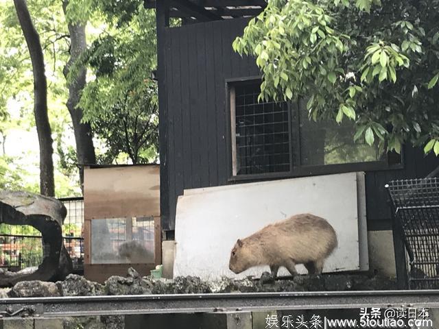 打卡日剧里的“三岛”，看完表示成功被“雪山鳗鱼饭”吸粉了！