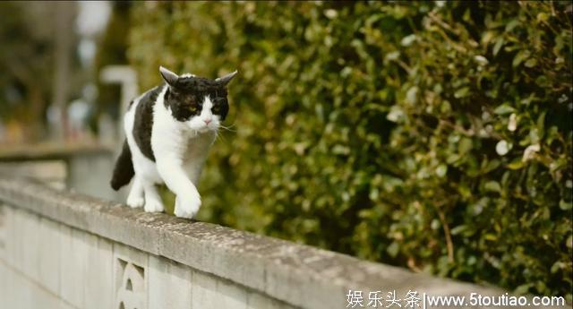 猫开口讲话了，这部日本高分猫片骗走观众眼泪