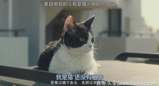 猫开口讲话了，这部日本高分猫片骗走观众眼泪