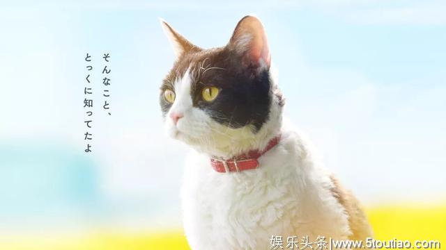 猫开口讲话了，这部日本高分猫片骗走观众眼泪