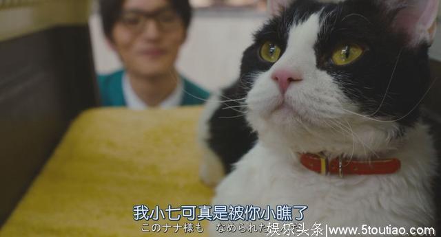 猫开口讲话了，这部日本高分猫片骗走观众眼泪