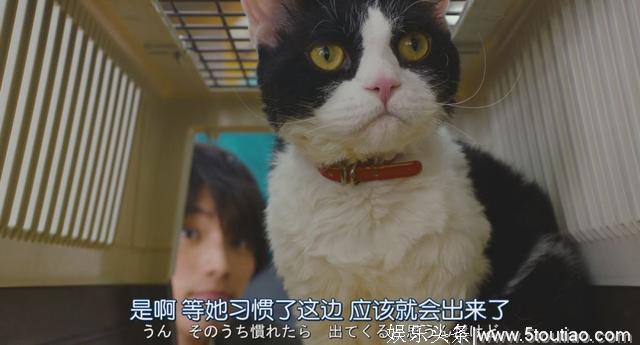 猫开口讲话了，这部日本高分猫片骗走观众眼泪