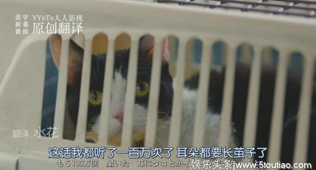 猫开口讲话了，这部日本高分猫片骗走观众眼泪