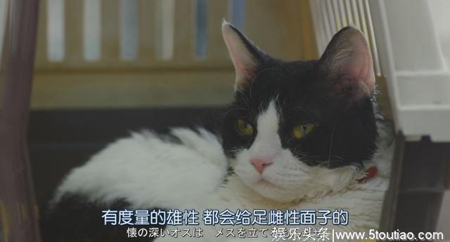 猫开口讲话了，这部日本高分猫片骗走观众眼泪