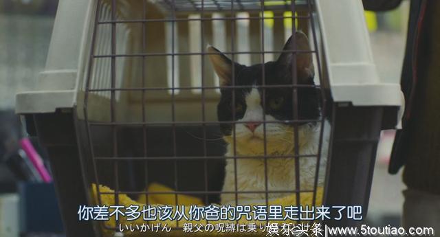 猫开口讲话了，这部日本高分猫片骗走观众眼泪