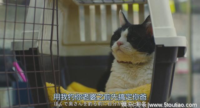 猫开口讲话了，这部日本高分猫片骗走观众眼泪