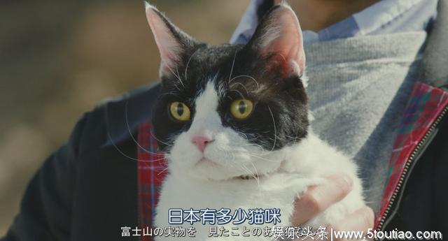 猫开口讲话了，这部日本高分猫片骗走观众眼泪