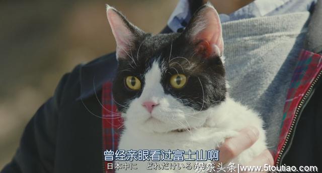 猫开口讲话了，这部日本高分猫片骗走观众眼泪