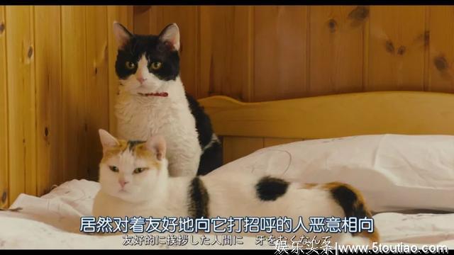 猫开口讲话了，这部日本高分猫片骗走观众眼泪