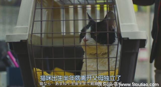 猫开口讲话了，这部日本高分猫片骗走观众眼泪