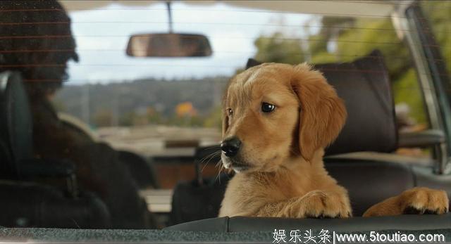 关于狗的感人电影那么多，这部电影何以再赚我们的眼泪？
