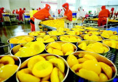秭归黄桃出口欧美年产值3600万元 助农增收