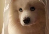 被宠成公主王子的狗狗们，熊黛林约会同行，周杰伦结婚不忘麻吉！