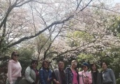 老公去年疑似出轨 洪金宝儿媳上传日本赏樱花照片证明恩爱依旧